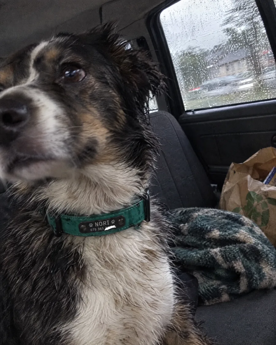 Hund Nori mit grünem personalisiertem Halsband im Auto