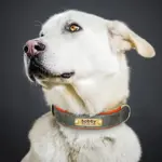 Hundehalsband mit Gravur für alle Hunde 10