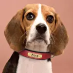 Hundehalsband mit Gravur für alle Hunde 11