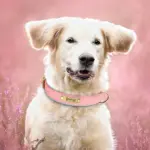 Hundehalsband mit Gravur für alle Hunde 12