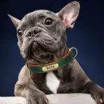Hundehalsband mit Gravur für alle Hunde 15