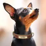 Hundehalsband mit Gravur für alle Hunde 9